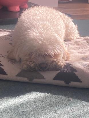 Ted snoozing on his blanket in the front room