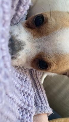 Peanut the foster pup (happily rehomed!)