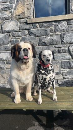 Mason and olive - who I walk daily, feed in their own home.