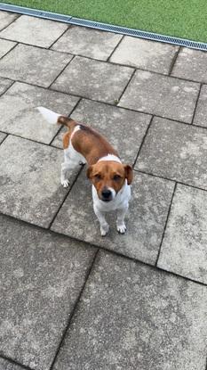 1 year old Cody who i walk and feed daily.