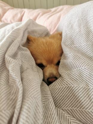 Sleepy Mouse