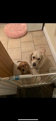 Belle and Nellie