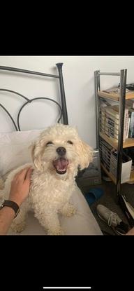 Poppy - happy