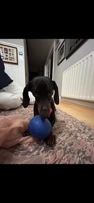 Winston playing