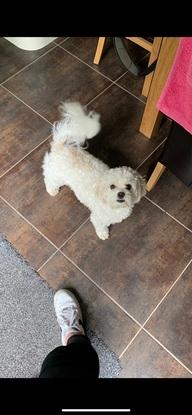 Poppy about to go for walk