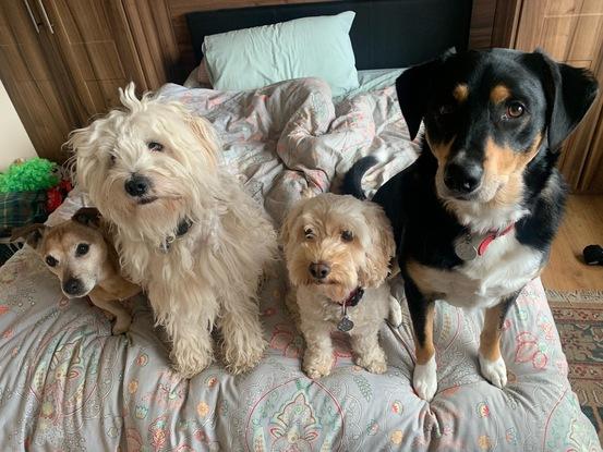 Oli, Oscar, Riley & Cooper watching me work