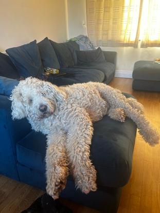 Harley chilling on his fave spot