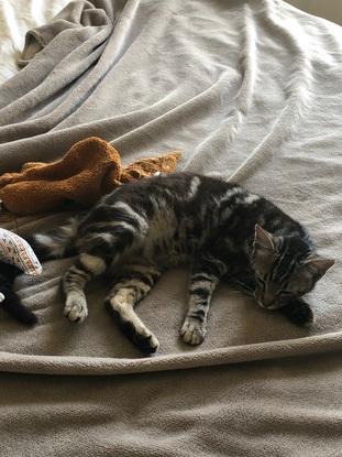 my cat back in france