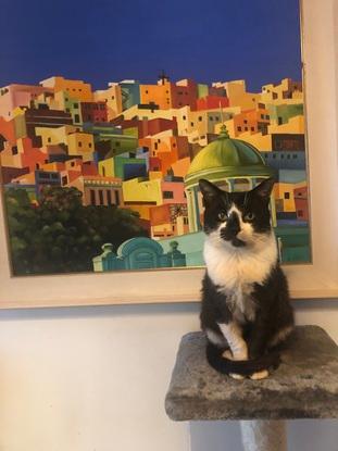 My own cat who gets a lot of med