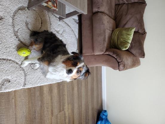 A beautiful Australian Shepard that I walked and looked after when she had puppies!