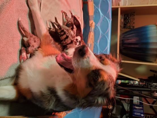 Here she is with puppies!