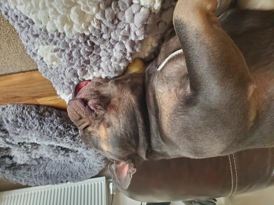 A second Frenchie I looked after!