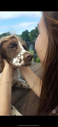My auntie’s dog - Jessie