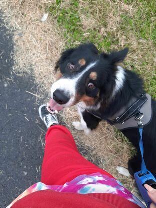 Django on his walkies 💕