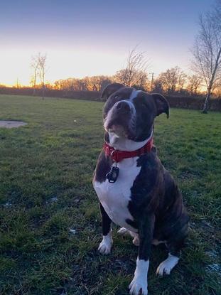 Pablo - pitbull