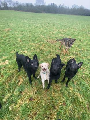 German shepherd walk….