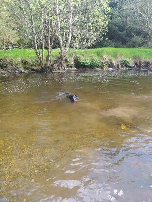 Swimmin like a fish