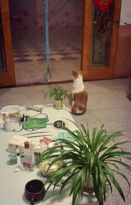 My dog back home in China