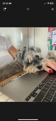 The perfect work from home lap warmer