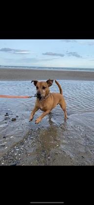Digging up all the rocks on the beach is essential… trying to fit them all I your mouth at once is not but Molly tries everytime