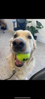 Always up for a throwing a slobbery tennis ball 🥎 