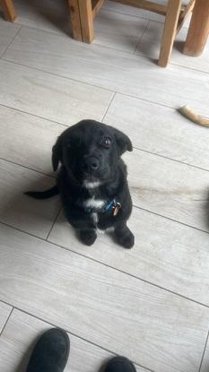 Regular khai who I’ve watched since a puppy🥰