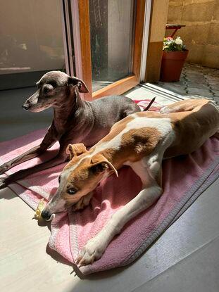 My dogs, back at home