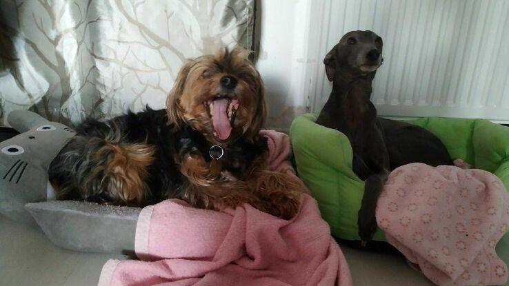 Pet-sitting