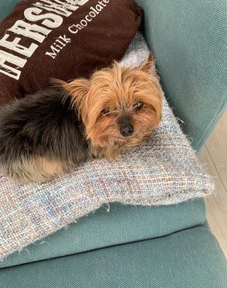Wee Coco, gorgeous tea cup yorkie