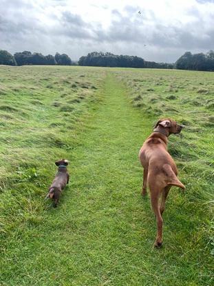 Pluto and Willow walking