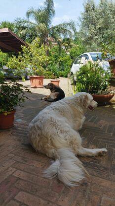 My dogs in Italy 