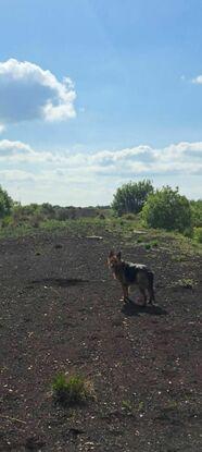 Walkies down the bog