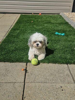 Back garden for the dogs to play.