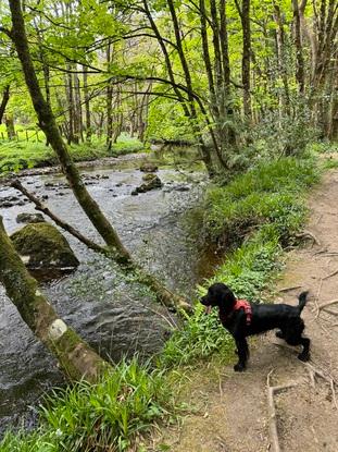 Forest walks