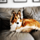 Lassie avatar