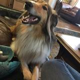Lassie avatar