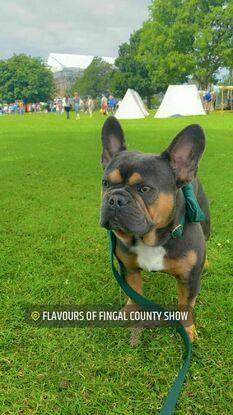 Milo at Flavours of Fingal