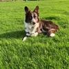 Laura: Dog sitter in Balbriggan