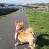 Aisling: Dog walker, Oranmore