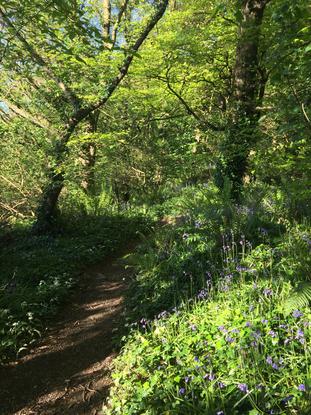 Beautiful Courtmacsherry woods perfect for walks! 