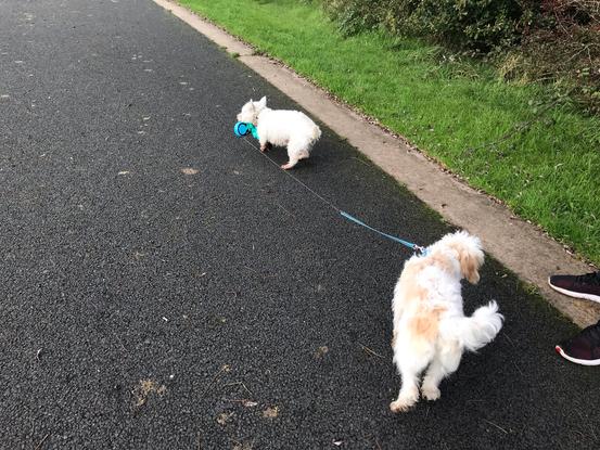 Even holly takes her guests for a walk😀