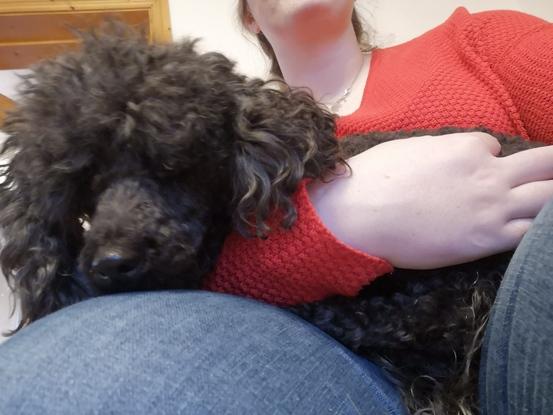 Coco- toy poodle