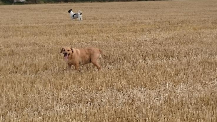 My fur babies love a big field to run in 🐶