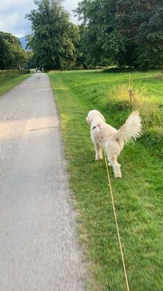 Cooper Enjoying his walk in Muckross