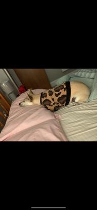 Vivi doing what she loves best: sleeping on a pillow