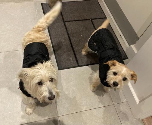 Monty & Jacko ready for a rainy walk