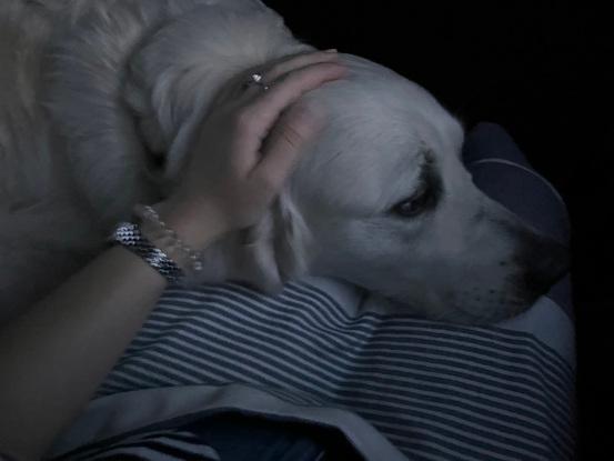 Loki getting comforted by me while being in the car. :)