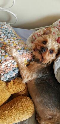 Tory - our 13 year old Yorkshire terrier! Current interests are mainly napping and gentle strolls.