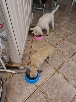 Doggies Eating Din Dins