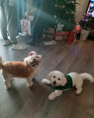 Christmas with bella and milo